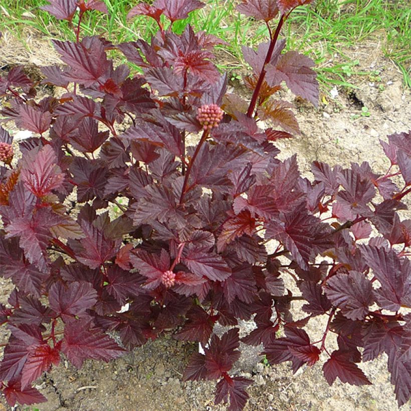 Physocarpus opulifolius Lady in Red - Physocarpe à feuillage pourpre (Port)