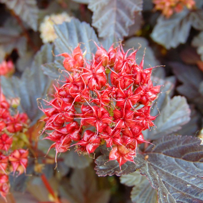 Physocarpus opulifolius Lady in Red - Physocarpe à feuillage pourpre (Récolte)