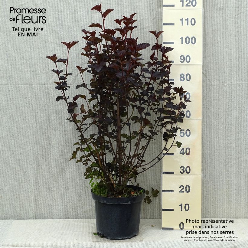 Spécimen de Physocarpus Midnight - Physocarpe à feuille d'obier en pot de 10L tel que livré au printemps