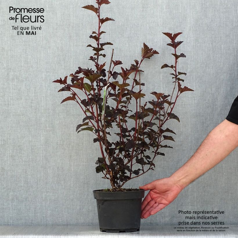 Spécimen de Physocarpus Midnight - Physocarpe à feuille d'obier en pot de 3.5L tel que livré au printemps