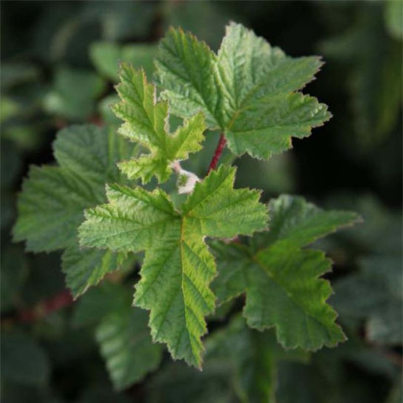 Physocarpus capitatus Tilden Park (Feuillage)