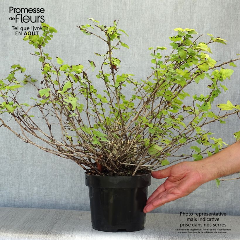 Spécimen de Physocarpus capitatus Tilden Park Pot de 3L/4L tel que livré en été