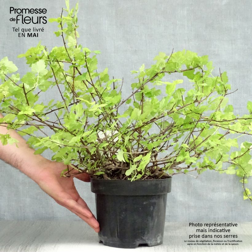 Spécimen de Physocarpus capitatus Tilden Park tel que livré au printemps