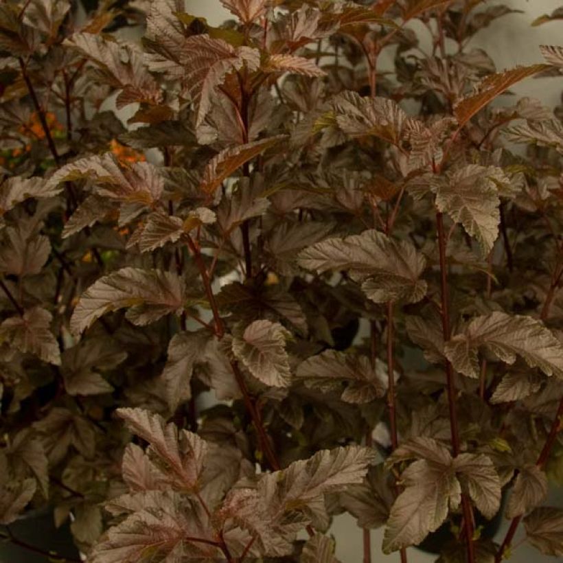 Physocarpus opulifolius Diable D'Or - Physocarpe à feuilles cuivre (Feuillage)