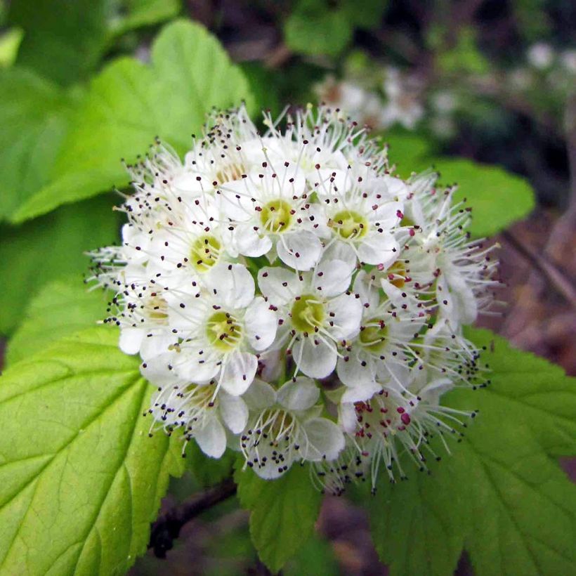 Physocarpus opulifolius - Physocarpe à feuilles d'aubier (Floraison)