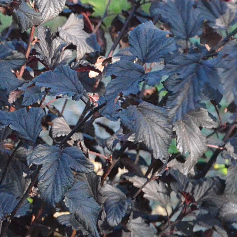 Physocarpus opulifolius All Black - Physocarpe noir (Feuillage)