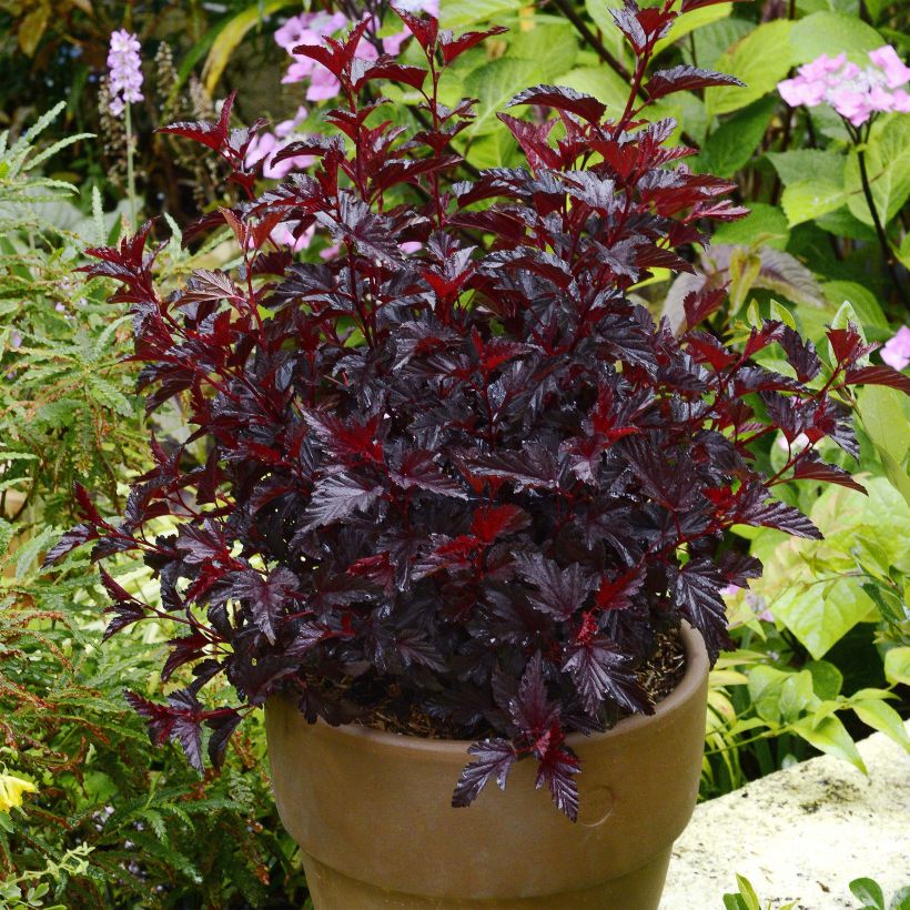 Physocarpus opulifolius All Black - Physocarpe noir (Port)