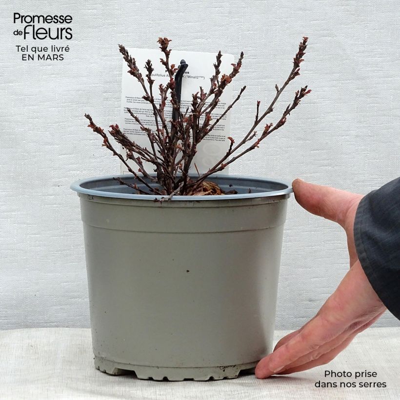 Spécimen de Physocarpus opulifolius All Black - Physocarpe noir en pot de 3/4L tel que livré au printemps