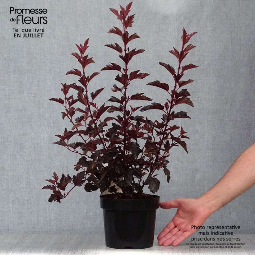 Spécimen de Physocarpus opulifolius All Black - Physocarpe noir Pot de 3L/4L tel que livré en été
