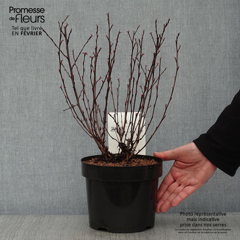 Spécimen de Physocarpus opulifolius All Black - Physocarpe noir tel que livré en hiver