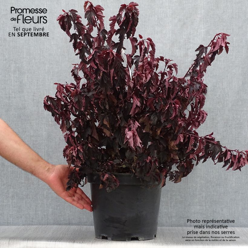 Spécimen de Physocarpus opulifolius All Black - Physocarpe noir Pot de 7,5L/10L tel que livré en automne