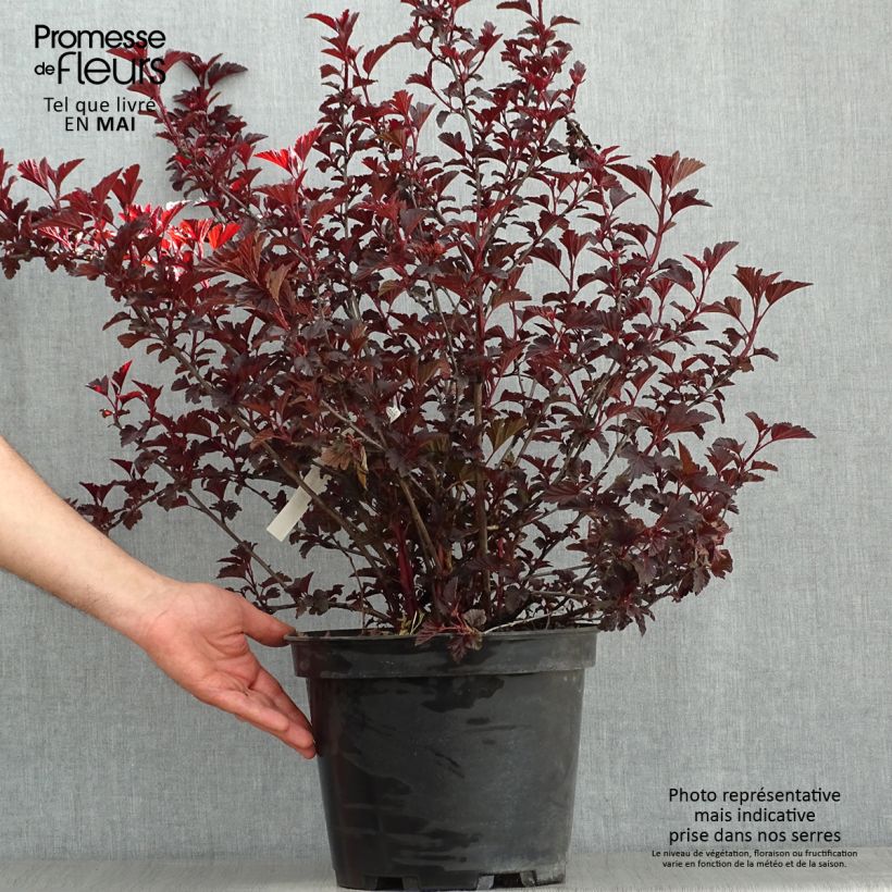 Spécimen de Physocarpus opulifolius All Black - Physocarpe noir en pot de 7,5l/10l tel que livré au printemps