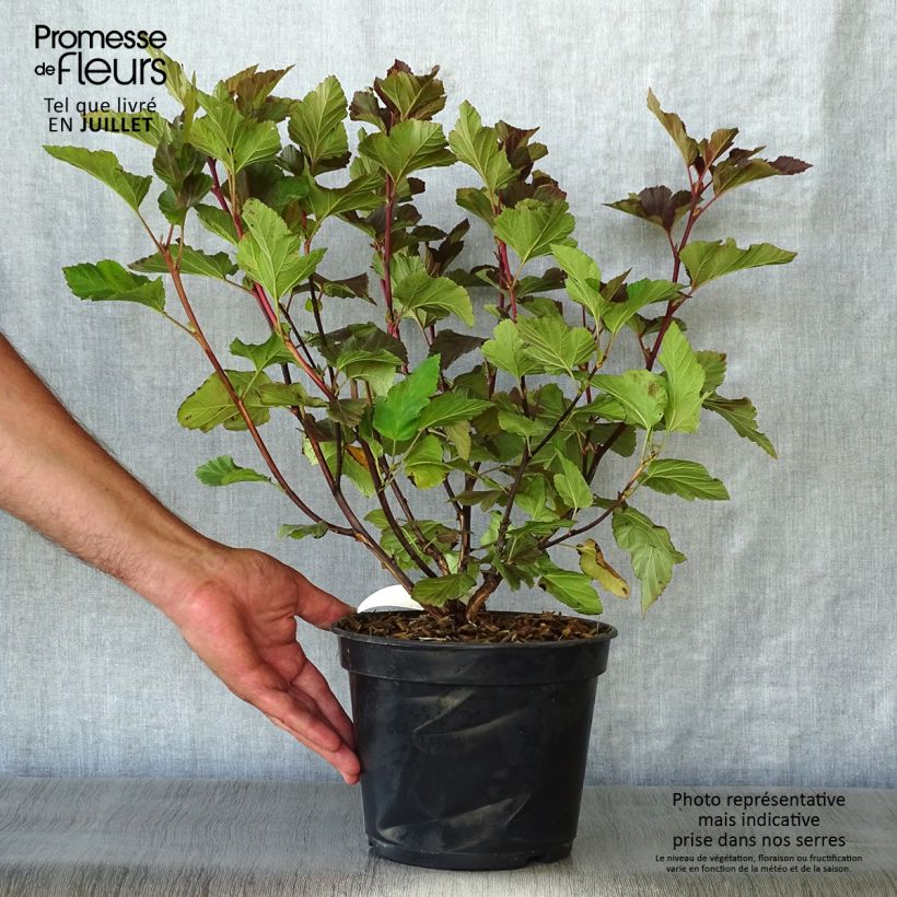 Spécimen de Physocarpus opulifolius Amber Jubilee Pot de 3L/4L tel que livré en été