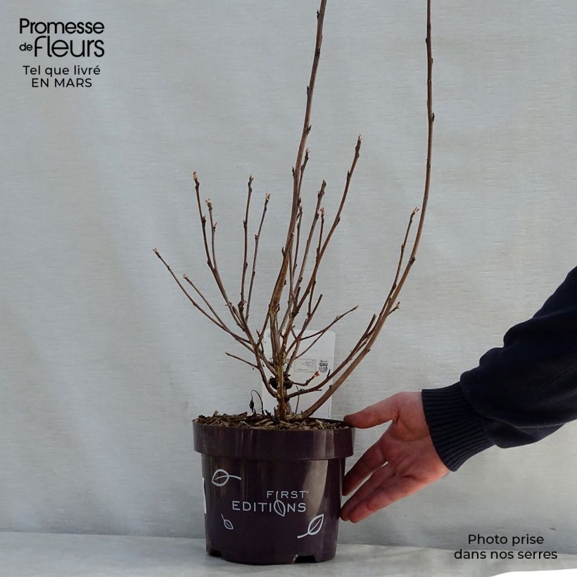 Spécimen de Physocarpus opulifolius Amber Jubilee 40cm en pot de 3.5L. tel que livré au printemps