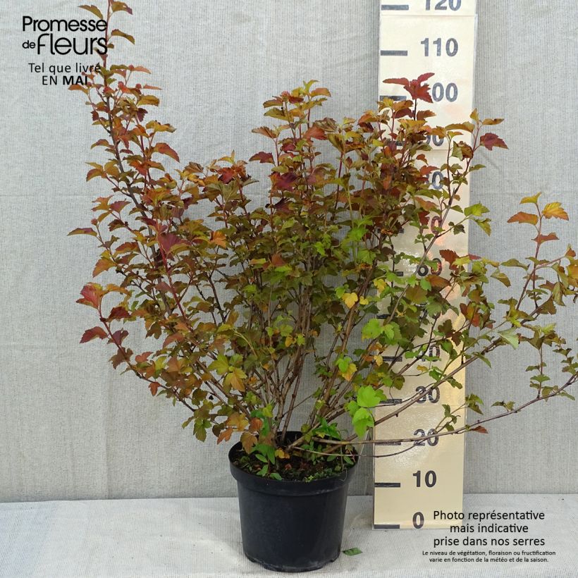 Spécimen de Physocarpus opulifolius Amber Jubilee 60/80cm en pot de 10L. tel que livré au printemps