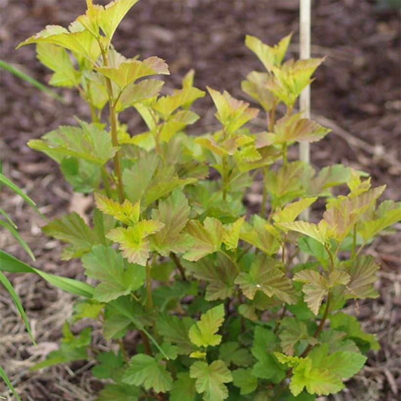 Physocarpus opulifolius Amber Jubilee (Feuillage)