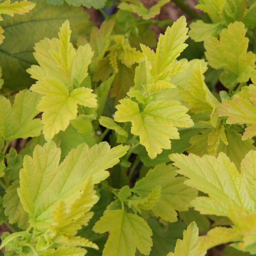 Physocarpus opulifolius Angel Gold - Physocarpe (Feuillage)