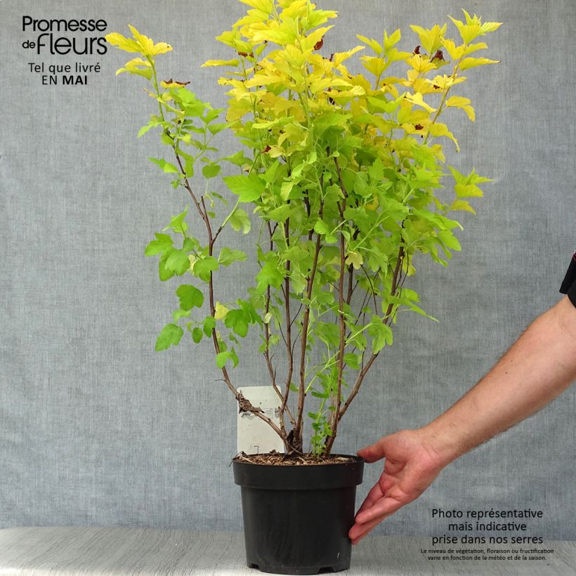 Spécimen de Physocarpus opulifolius Angel Gold - Physocarpe Pot de 3L/4LHauteur livrée env. 40/60cm tel que livré au printemps