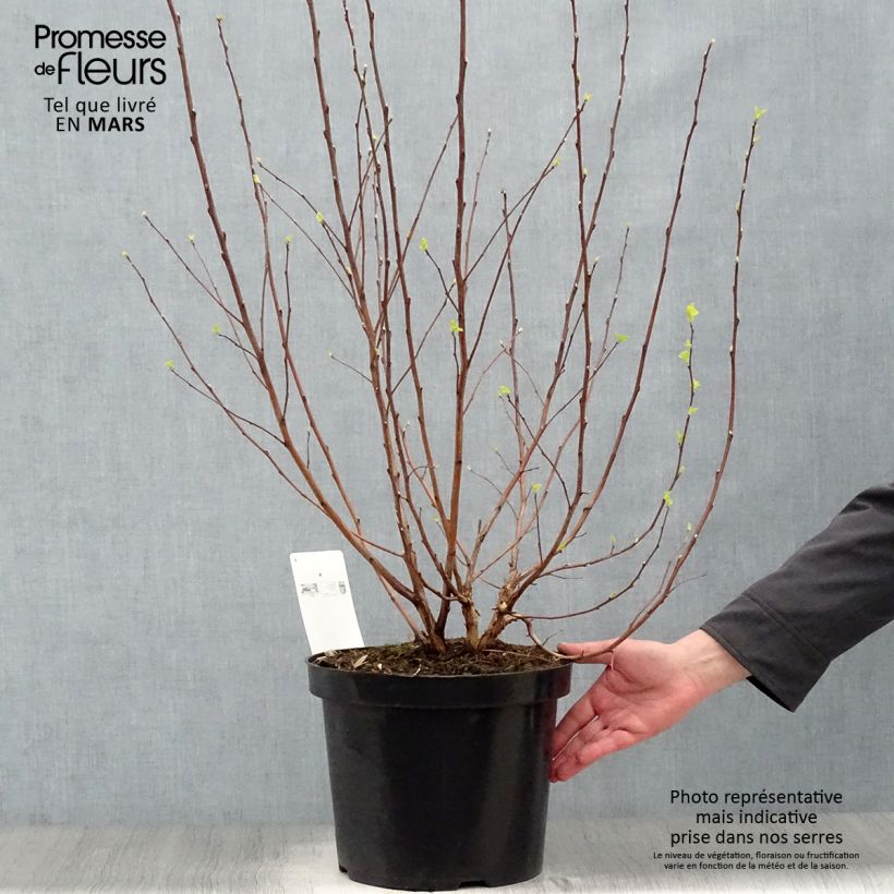 Spécimen de Physocarpus opulifolius Angel Gold - Physocarpe Pot de 7,5L/10LHauteur livrée env. 60/80cm tel que livré au printemps