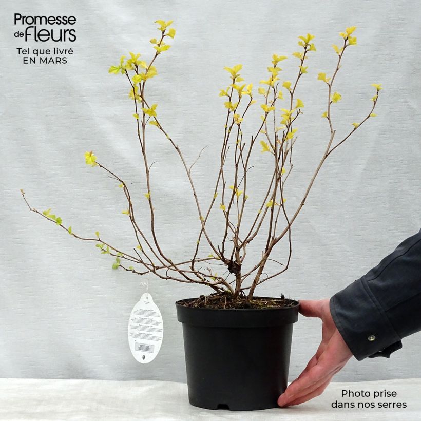 Spécimen de Physocarpus opulifolius Anny's Gold - Physocarpe tel que livré au printemps