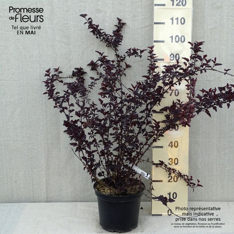 Spécimen de Physocarpus opulifolius Black Light - Physocarpe tel que livré au printemps