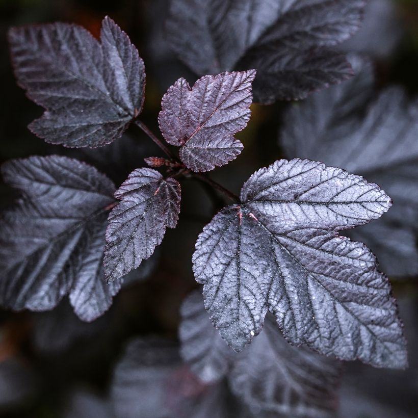 Physocarpus opulifolius Black Light - Physocarpe (Feuillage)