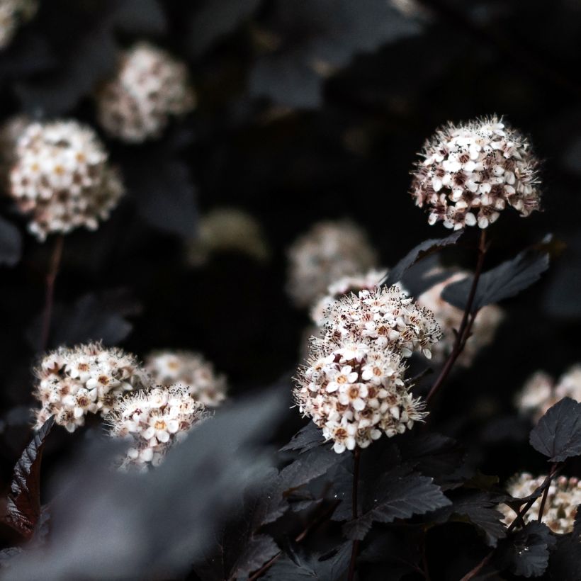 Physocarpus opulifolius Black Light - Physocarpe (Floraison)