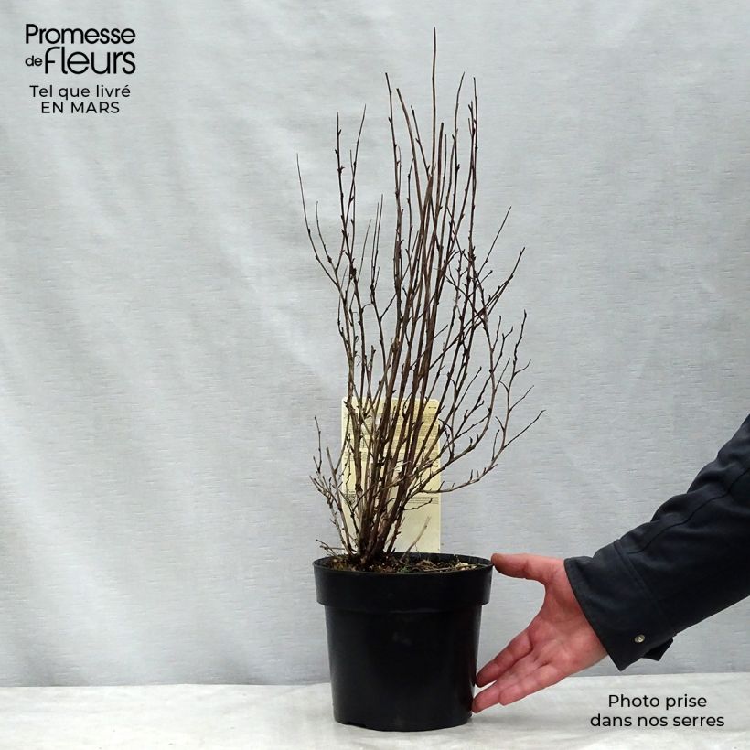 Spécimen de Physocarpus opulifolius Burgundy Candy Pot de 2L/3L tel que livré au printemps