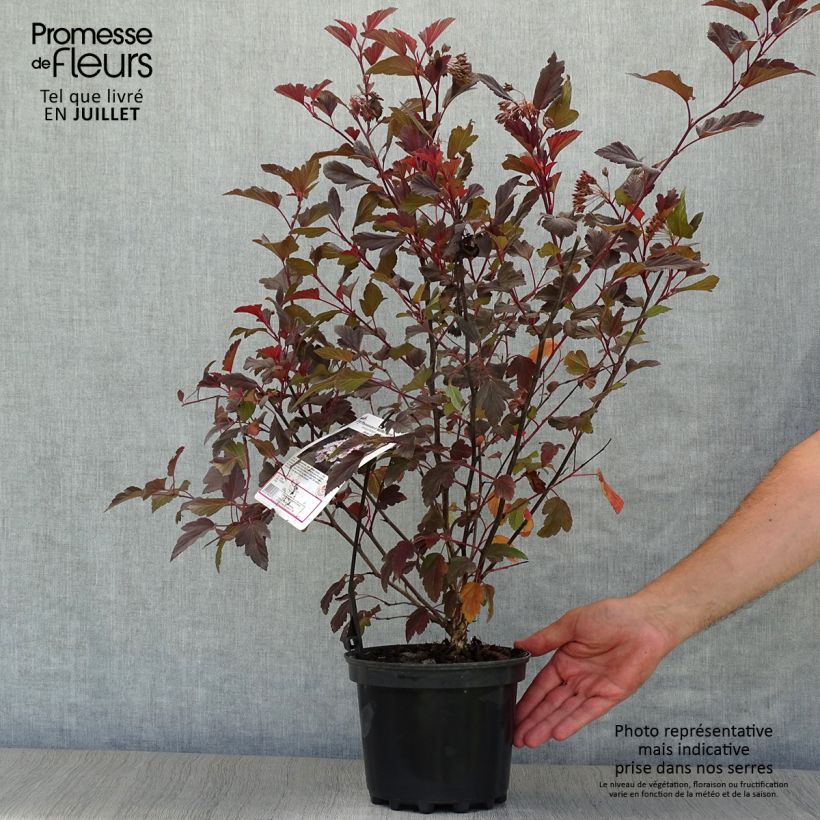 Spécimen de Physocarpus opulifolius Diable D'Or - Physocarpe à feuilles cuivre Pot de 3L/4L tel que livré en été