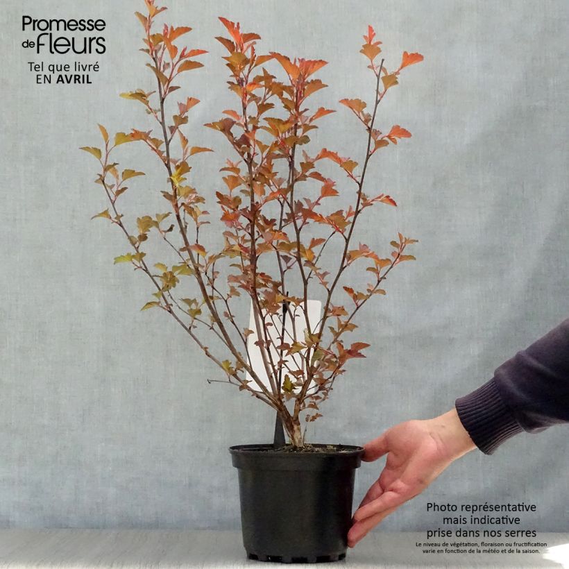 Spécimen de Physocarpus opulifolius Diable D'Or - Physocarpe à feuilles cuivre Pot de 3L/4LHauteur livrée env. 40/50cm tel que livré au printemps