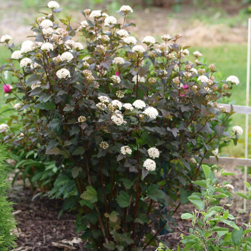 Physocarpus opulifolius Diabolo - Physocarpe à feuilles pourpres (Port)