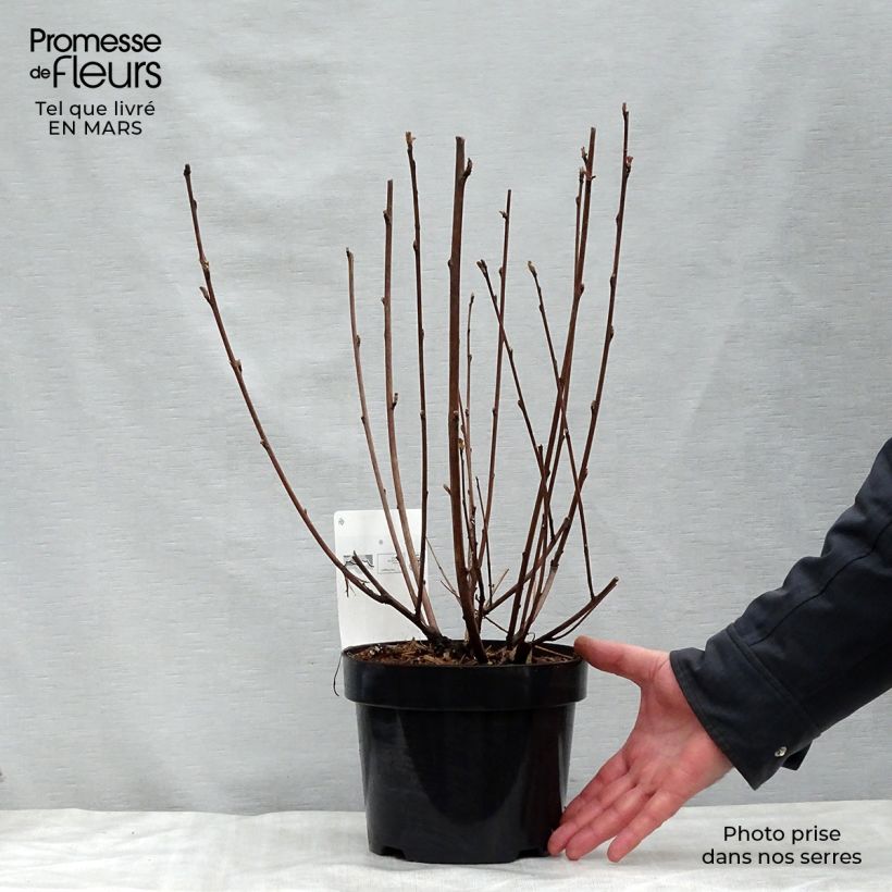 Spécimen de Physocarpus opulifolius Diabolo - Physocarpe à feuilles pourpres tel que livré au printemps