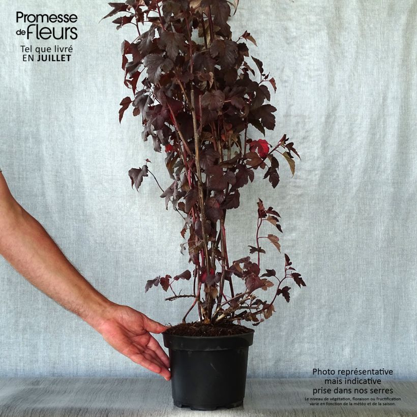 Spécimen de Physocarpus opulifolius Diabolo - Physocarpe à feuilles pourpres Pot de 3L/4L tel que livré en été