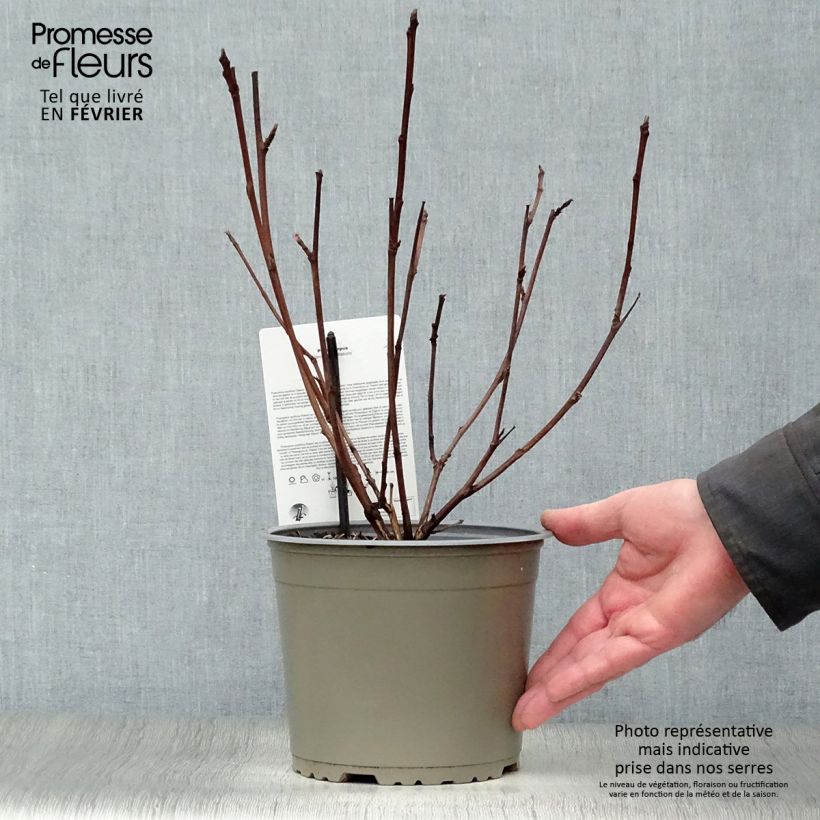 Spécimen de Physocarpus opulifolius Diabolo - Physocarpe à feuilles pourpres tel que livré en hiver