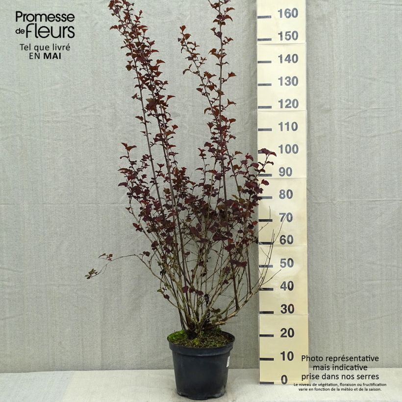Spécimen de Physocarpus opulifolius Diabolo - Physocarpe à feuilles pourpres Pot de 7,5L/10LHauteur livrée env. 80/100cm tel que livré au printemps