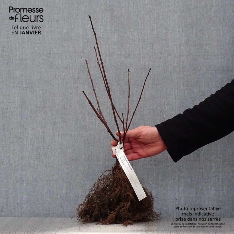 Spécimen de Physocarpus opulifolius Diabolo - Physocarpe à feuilles pourpres Petites Racines nuesHauteur livrée env. 30/50cm tel que livré en hiver