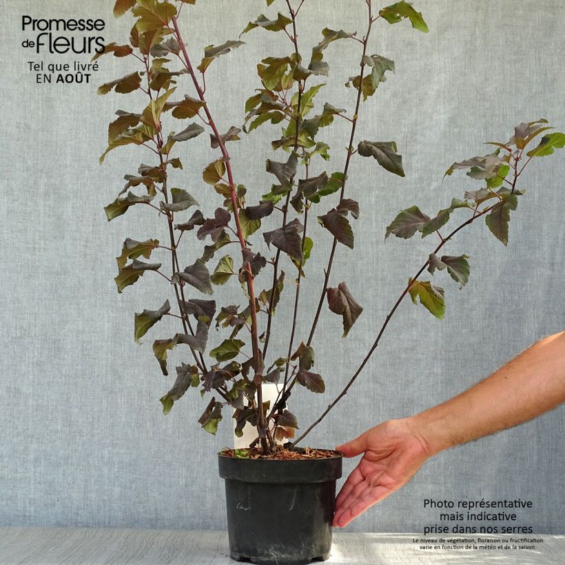 Spécimen de Physocarpus opulifolius Lady in Red - Physocarpe à feuillage pourpre Pot de 3L/4L tel que livré en été