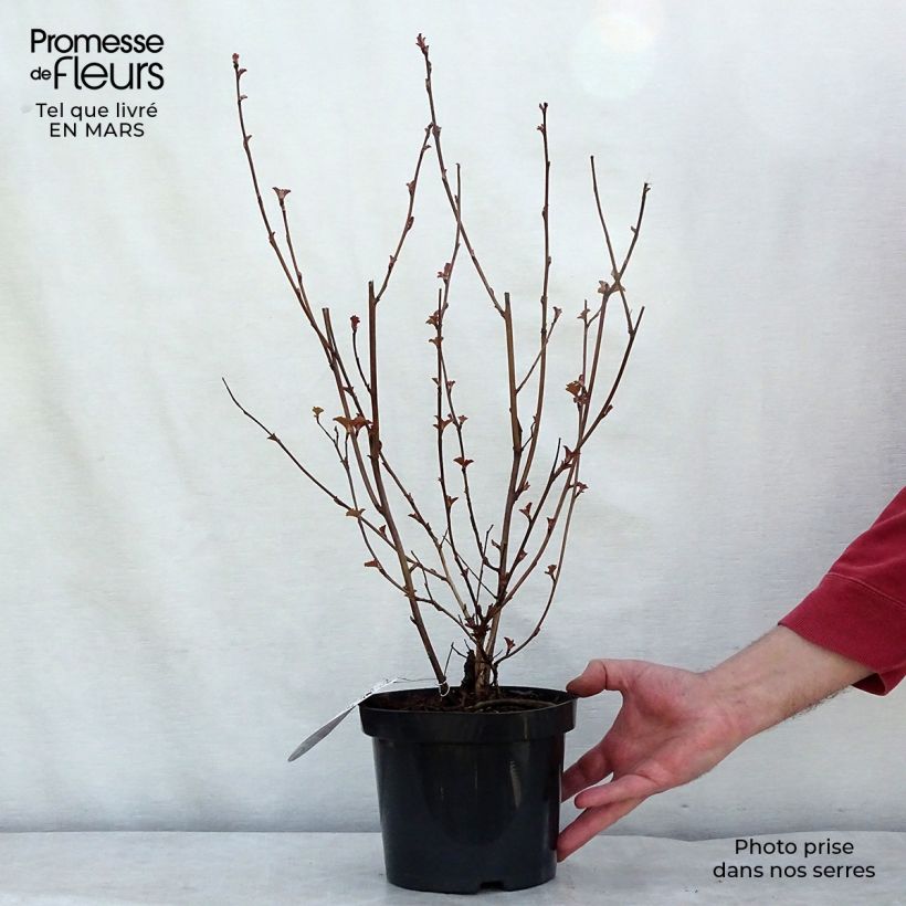 Spécimen de Physocarpus opulifolius Lady in Red - Physocarpe à feuillage pourpre 30/40cm en pot de 3,5L tel que livré au printemps