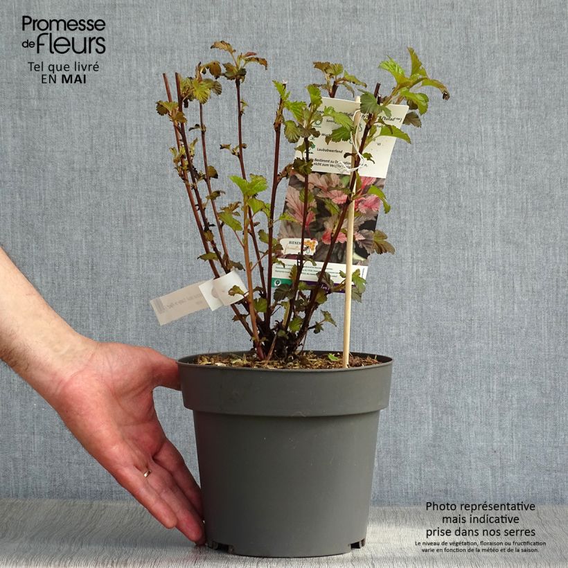 Spécimen de Physocarpus opulifolius Lady in Red - Physocarpe à feuillage pourpre en pot de 3/4L tel que livré au printemps