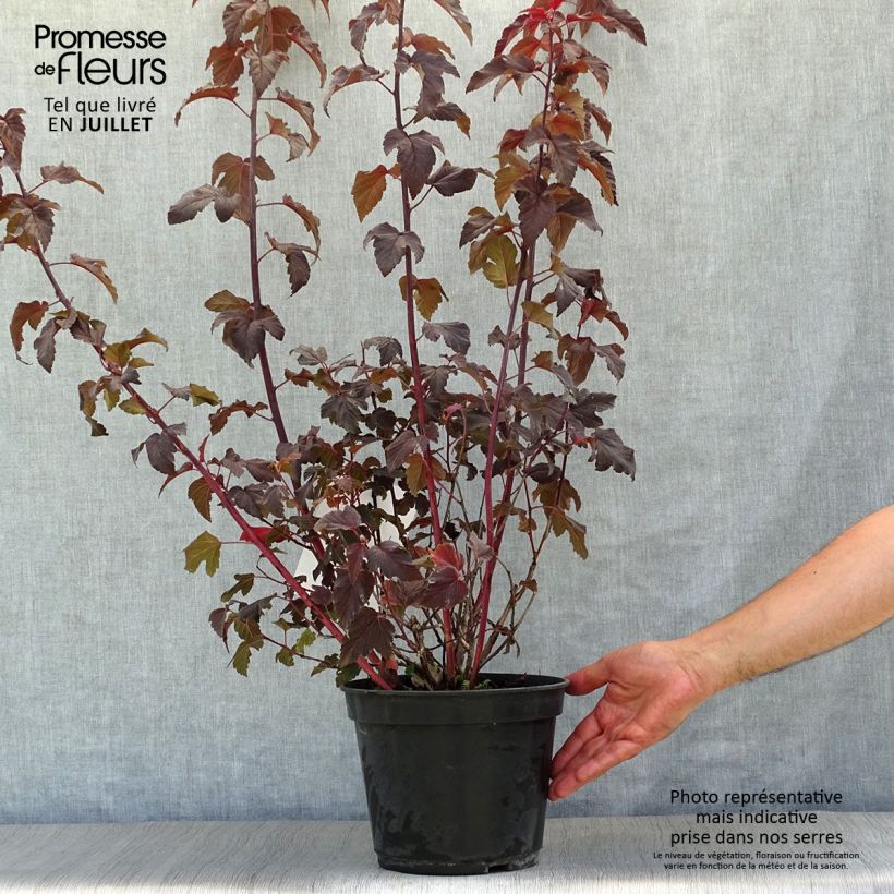 Spécimen de Physocarpus opulifolius Lady in Red - Physocarpe à feuillage pourpre Pot de 3L/4L tel que livré en été
