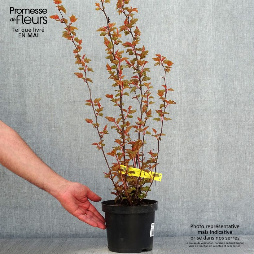 Spécimen de Physocarpus opulifolius Little Angel - Physocarpe tel que livré au printemps