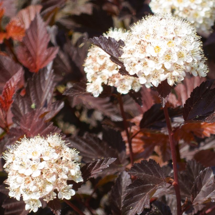 Physocarpus opulifolius Little Angel - Physocarpe (Récolte)