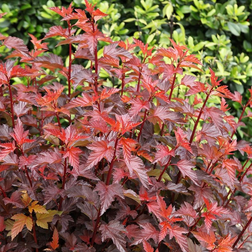 Physocarpus opulifolius Little Angel - Physocarpe (Port)