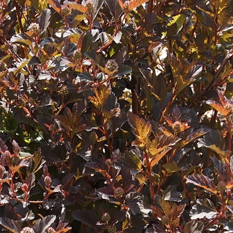 Physocarpus opulifolius Little Devil (Feuillage)