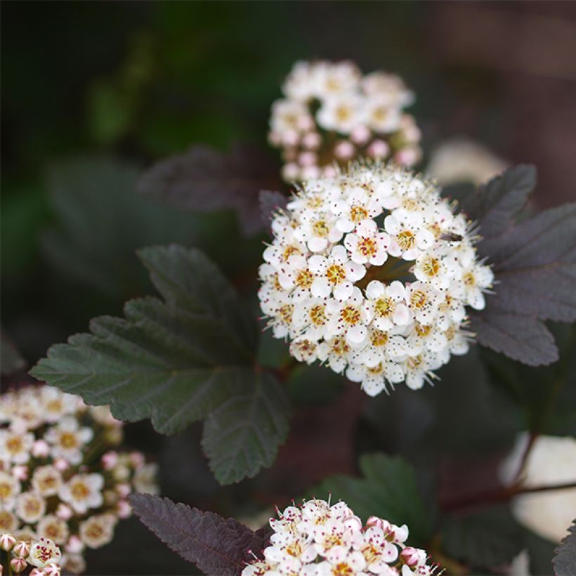 Physocarpus opulifolius Little Devil (Floraison)