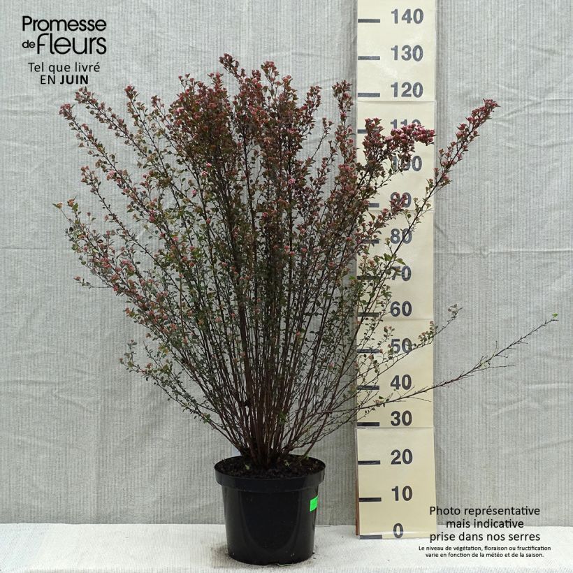 Spécimen de Physocarpus opulifolius Little Devil - Pot de 10L tel que livré au printemps