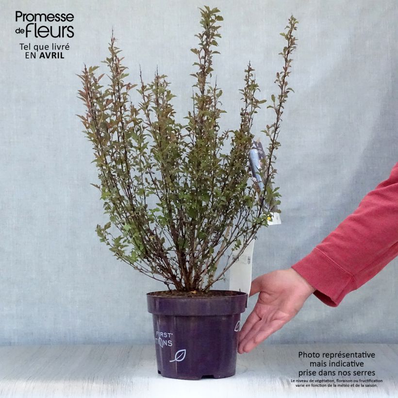 Spécimen de Physocarpus opulifolius Little Devil - Pot de 3,5L tel que livré au printemps