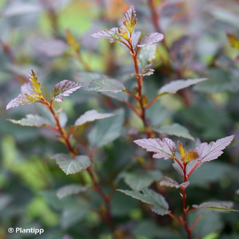 Physocarpus opulifolius Little Joker - Physocarpe nain (Feuillage)