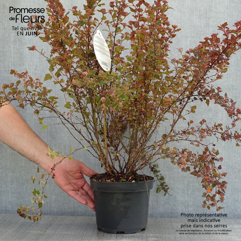 Spécimen de Physocarpus opulifolius Little Joker - Physocarpe nain tel que livré au printemps