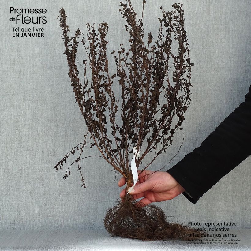 Spécimen de Physocarpus opulifolius Little Joker - Physocarpe nain racines nues tel que livré en hiver